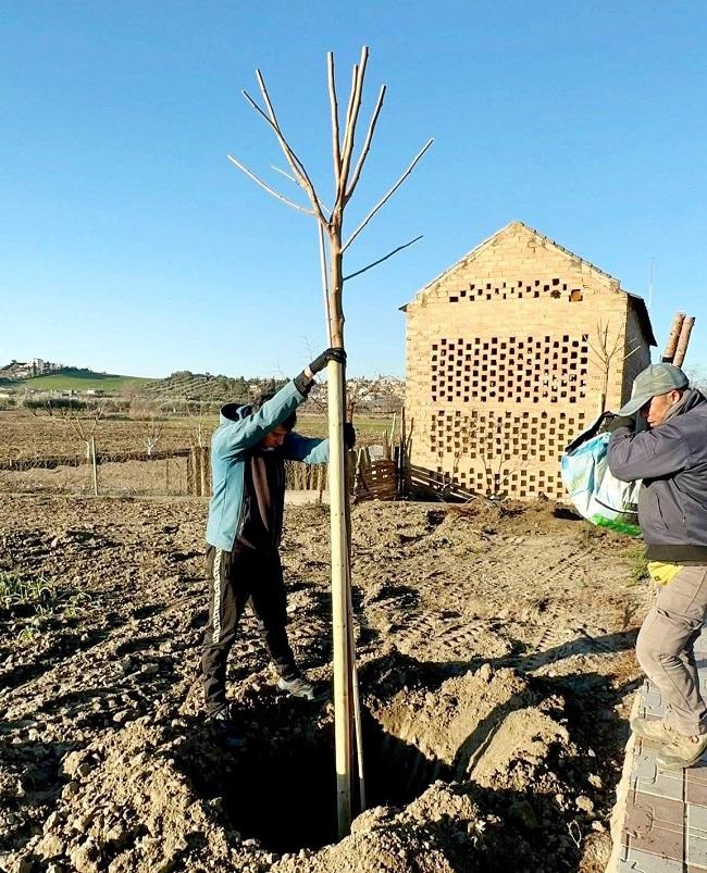 Plantación de árboles en Cúllar Vega.