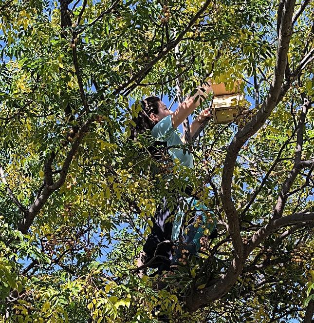 Colocación de una caja nido en un árbol junto al río Dílar. 