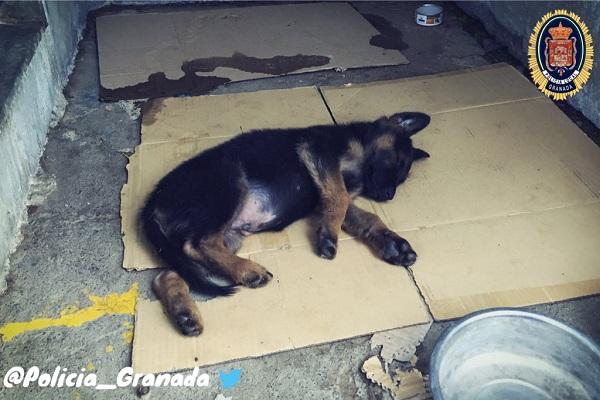 La primera imagen que vimos del pequeño cachorro tras ser rescatado.