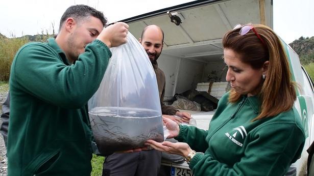 Una de las bolsas con alevines de anguilas.