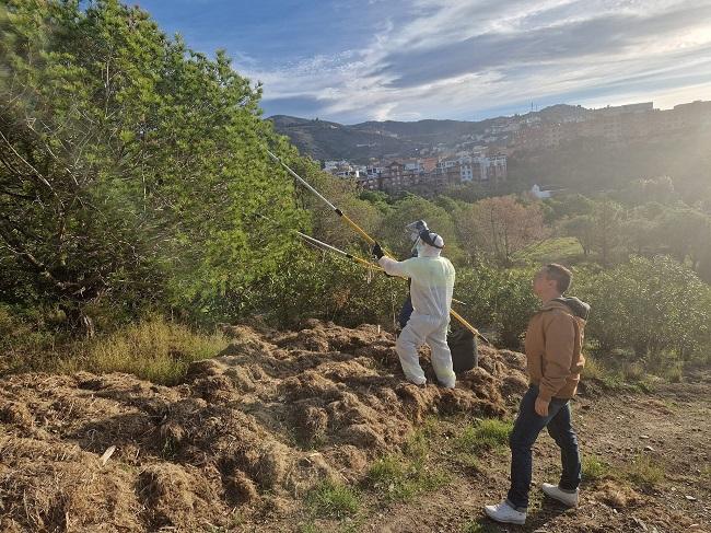 Trabajos para la eliminación de nidos de procesionarias en Almuñécar.