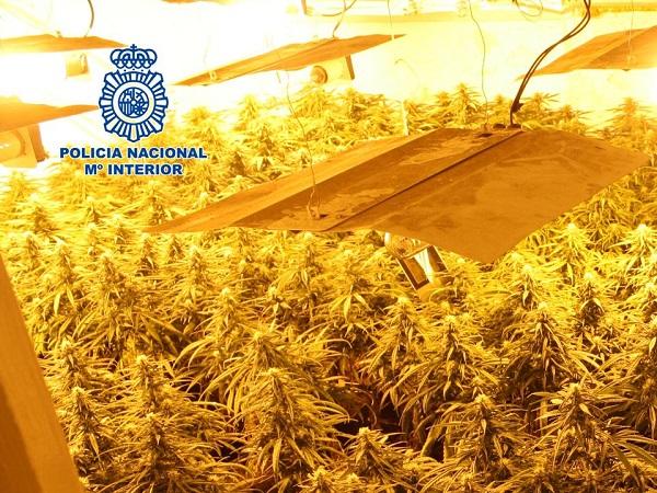 La marihuana estaba distribuida en tres habitaciones del inmueble.