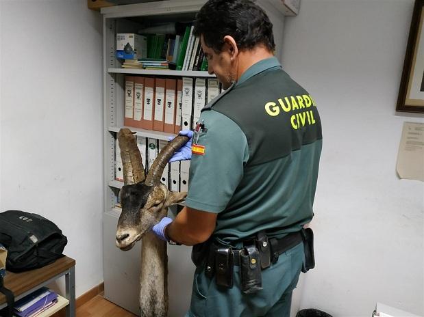 Un agente con la cabeza de la cabra montés intervenida. 