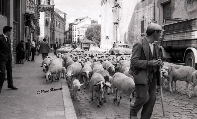 Rebaño de ovejas por la calle San Juan de Dios en febrero de 1965. 