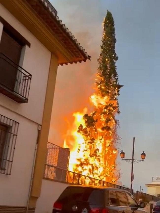 Incendio de uno de los cipreses este pasado miércoles. 