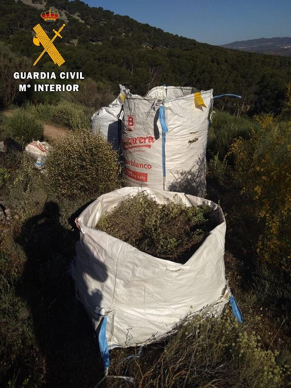 Mejorana intervenida por los agentes en la Sierra de Loja.