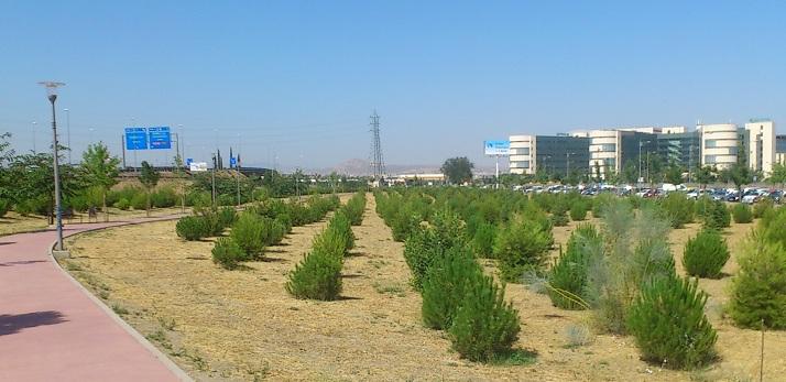 Parque de pinos en el PTS. 