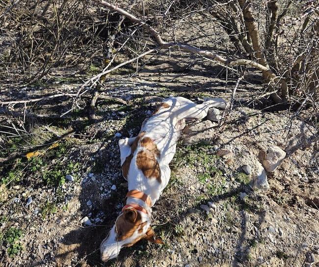 Un perro matado en Granada.