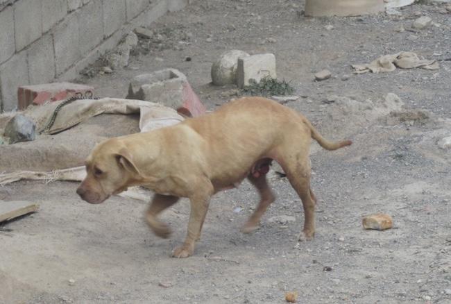 Uno de los perros abandonados en Alhendín.