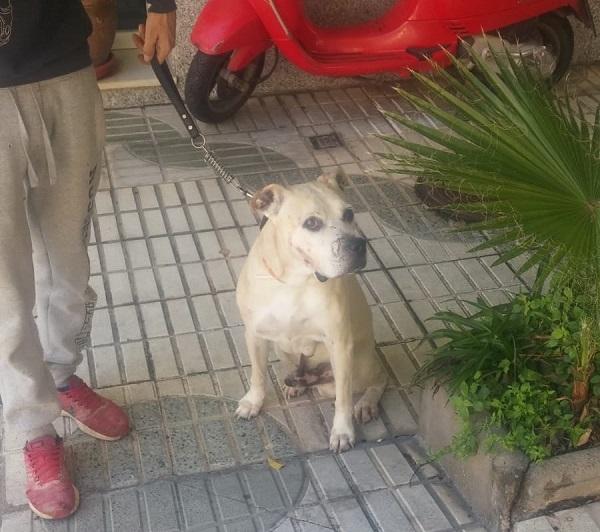 El perro estará 40 días en observación.