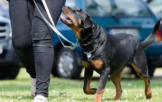 El Ayuntamiento pide a los dueños que recojan la caca de sus perros. 