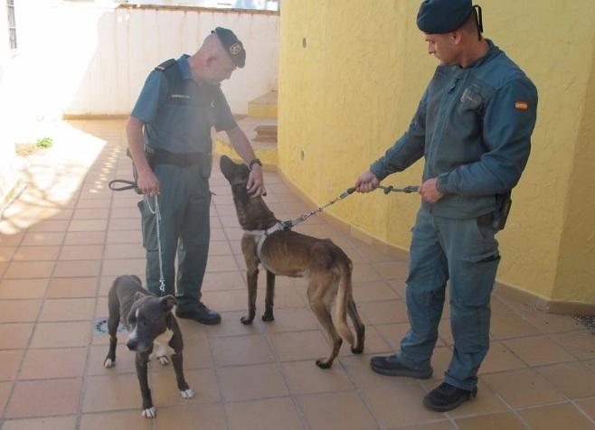 Agentes con los dos perros que estaban abandonados. 