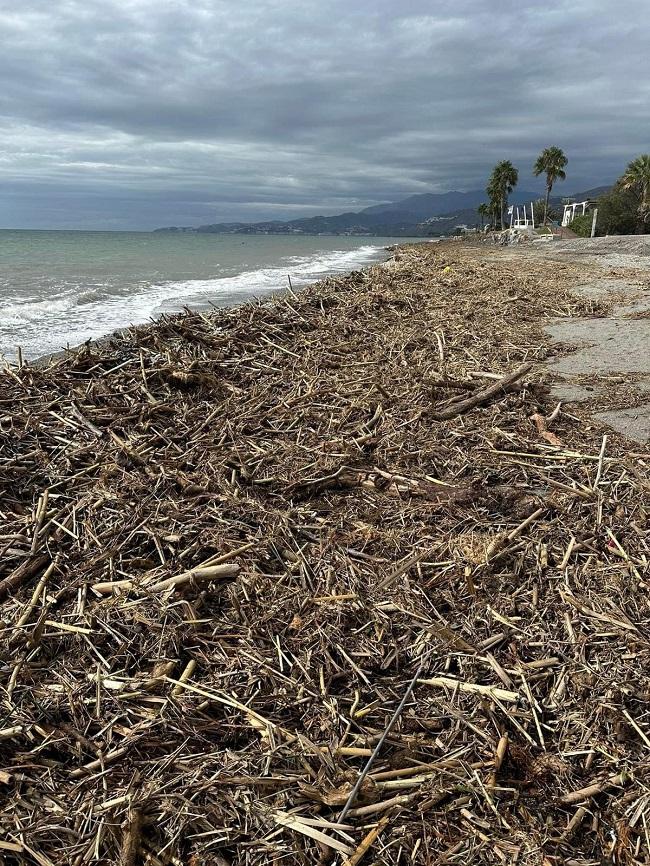 Cañas arrastradas por el temporal y las lluvias. 