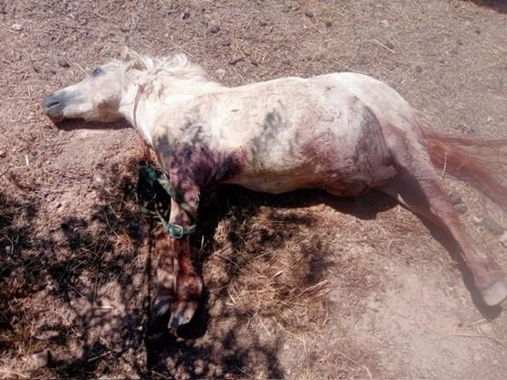 Los perros mataron a un poni e hirieron a otro.