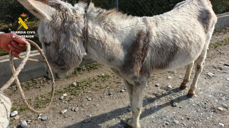 Burro recuperado por el agente fuera de servicio.