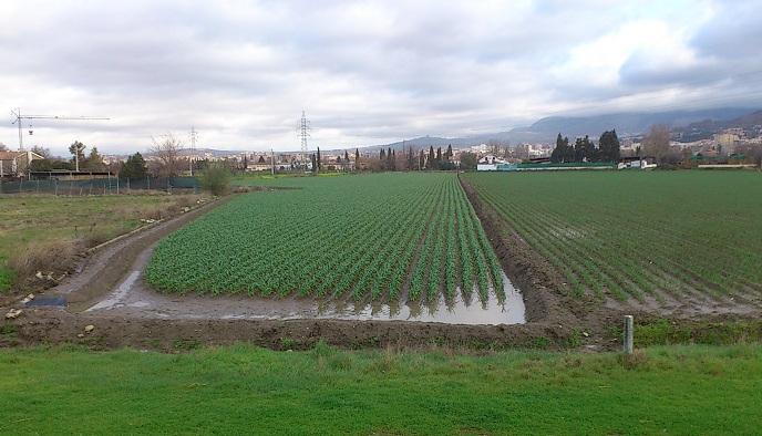 Cultivos en la Vega de Granada. 