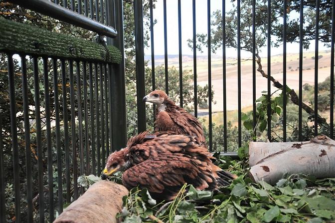 Pollos de águila imperial, en el jaulón de cría. 