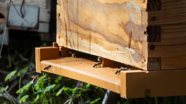 Abejas en una colmena.