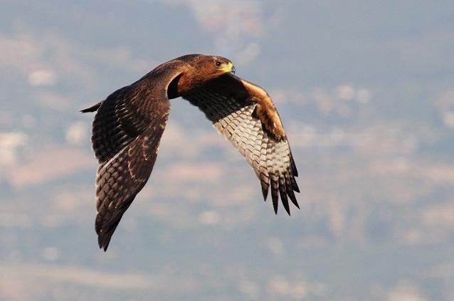 Águila perdicera. 