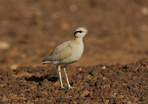 La especie es propia de entornos desérticos.