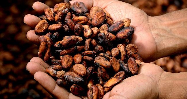 El estudio profundiza en los efectos de una dieta enriquecida con cacao.