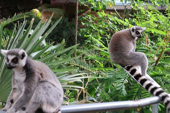 Lemures, en el Biodomo del Parque de las Ciencias.