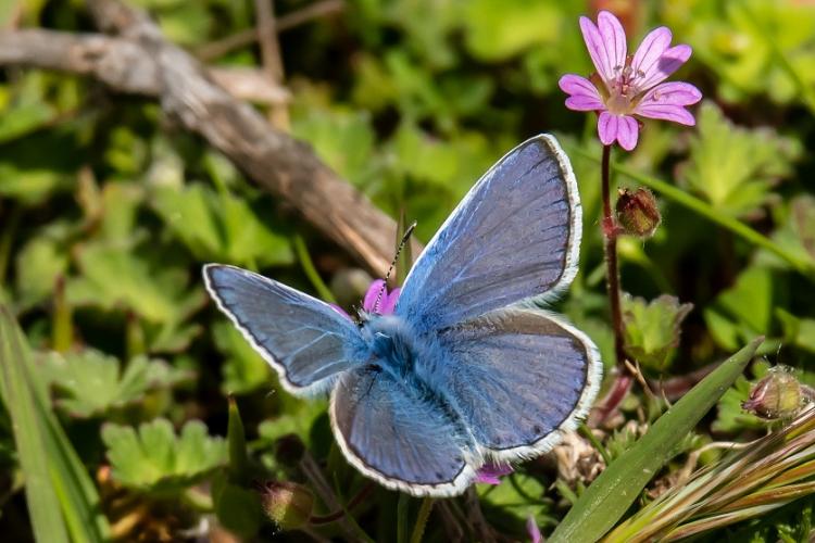 Polyonnatus celina, una de las especies que ha modificado sus ciclos fenológicos. 