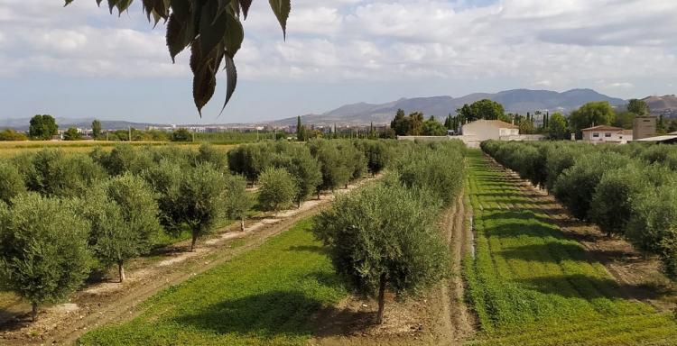 Olivar en regadío en la Vega de Granada. 