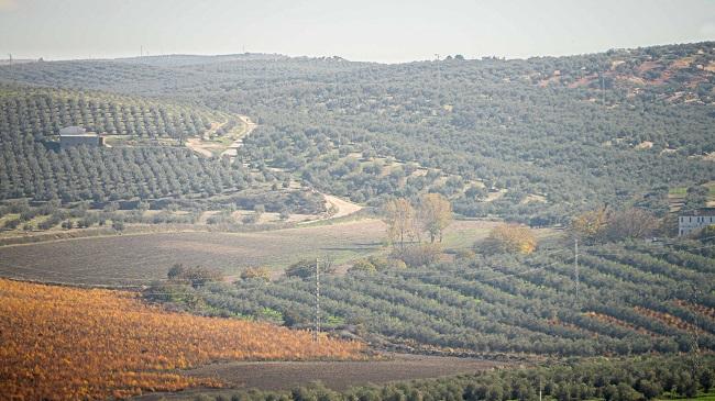 Vista de un olivar. 