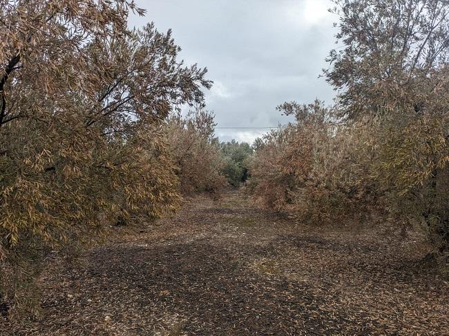 Olivos secos en la comarca, en una imagen distribuida por los agricultores. 