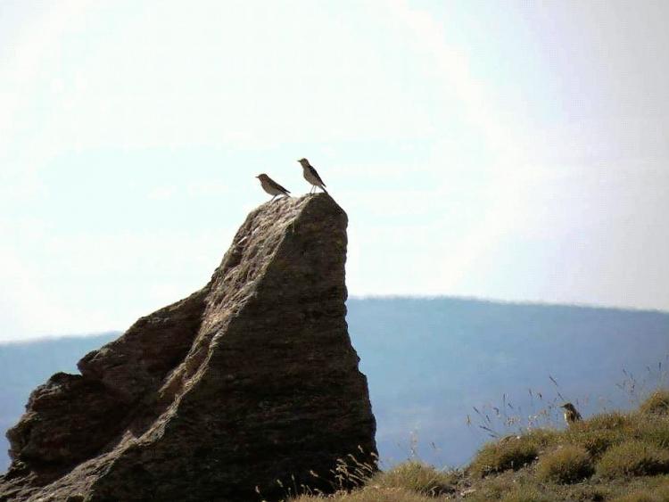 Aves en las cumbres de Sierra Nevada.