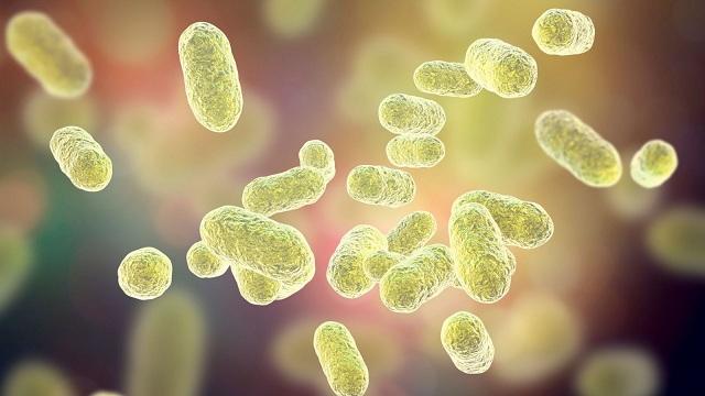 La microbiota es fundamental para tener una buena salud. 