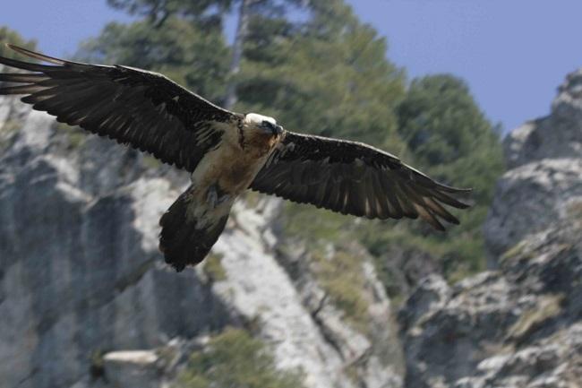 La Sierra de Castril es uno de los enclaves en los que se han liberado los ejemplares.