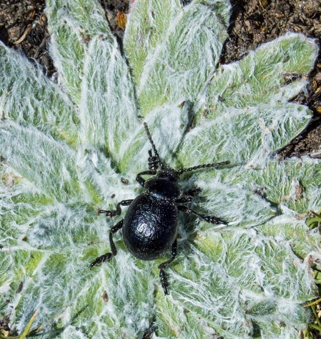 Insecto coleópteroTimarcha insparsa, sobre una 'estrella de las nieves'. 