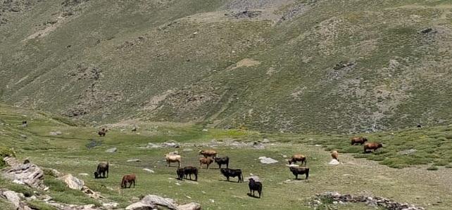 Vacas pastando en Sierra Nevada. 