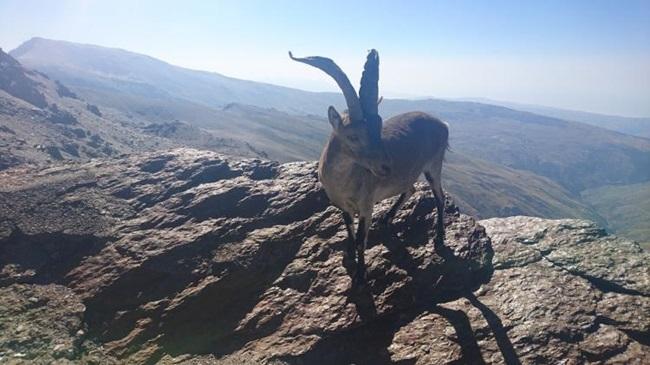 Cabra montés, con el Mulhacén al fondo, en Sierra Nevada.