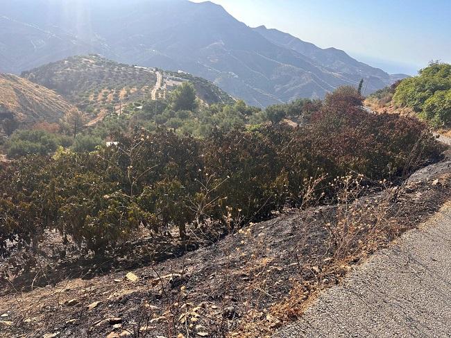 Plantación de subtropicales afectada por el incendio de Almuñécar.