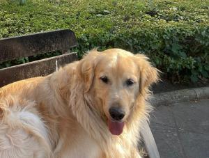 Perro de la raza golden retriever en un parque granadino. 