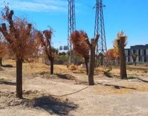 Árboles replantados en un solar junto a las cocheras del Metro. 