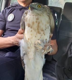 Águila culebrera recuperada por la Policía Local de Güéjar Sierra.