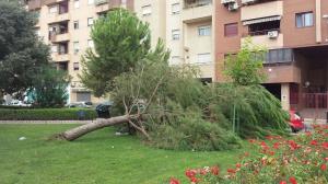 Un árbol derribado por el viento en el Zaidín.