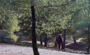 Uno de los paseos por el bosque.