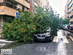 El árbol ha caído sobre el vehículo.