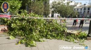 Los Bomberos han comprobado que no hay riesgo de que caigan otras ramas.