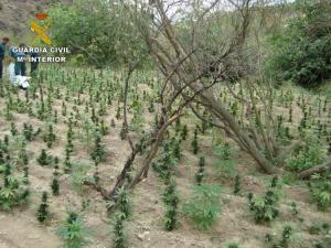 Parte de la plantación descubierta en un barranco de Lújar.