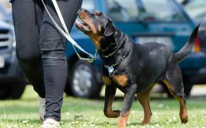 Perro de la raza rottweiler, considerado potencialmente peligroso, según la normativa. 