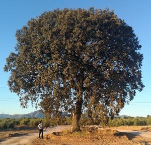 Encina centenaria de Albolote.