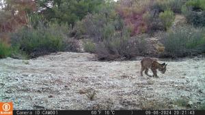 Imagen de uno de los cachorros, captada en agosto por una cámara instalada en Sierra Arana. 