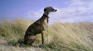 Ejemplar de galgo español.