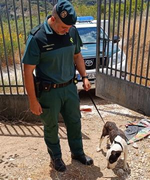 Un agente del Seprona con uno de los perros maltratados. 